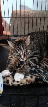 Domestic Short Hair Cats Available for Adoption - Fonzi | PetCurious