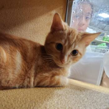 Rescue Domestic Short Hair Cats for Adoption in Valdosta, Georgia - Rotini | PetCurious