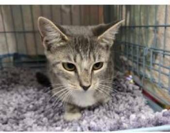 Meg -  Domestic Short Hair Cat for Adoption in Largo, Florida - Meg | PetCurious