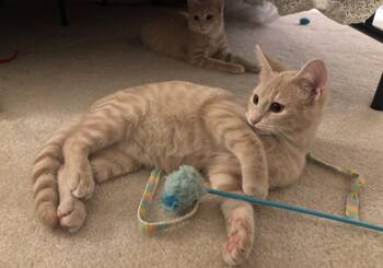 Rescue Domestic Short Hair Cats for Adoption in Calverton, Maryland - Tyson | PetCurious