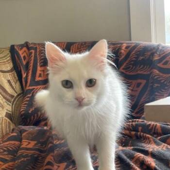 Domestic Medium Hair Cats Available for Adoption in Hudsonville, Michigan - Myrtle | PetCurious