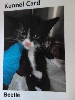 Beetle -  Domestic Short Hair Cat for Adoption in Parker, Colorado - Beetle | PetCurious