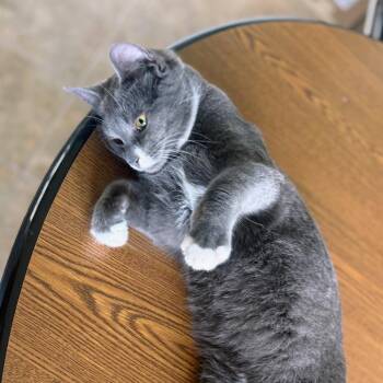 Domestic Short Hair Cats Available for Adoption - Meowntain | PetCurious