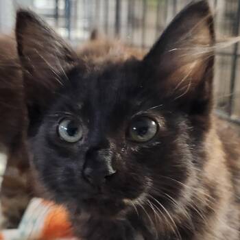 Hope K46038 -  Domestic Long Hair Cat for Adoption in Corsicana, Texas - Hope K46038 | PetCurious