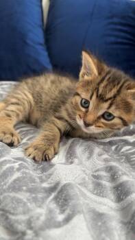 Raymond -  Domestic Short Hair Cat for Adoption - Raymond | PetCurious