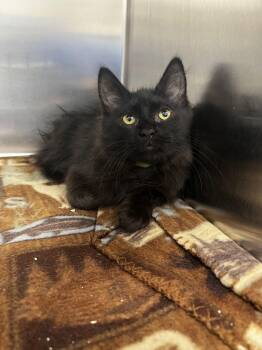 Dolly -  Domestic Long Hair Cat for Adoption in Yorkville, Illinois - Dolly | PetCurious