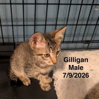Gilligan -  Domestic Short Hair Cat for Adoption in League City, Texas - Gilligan | PetCurious