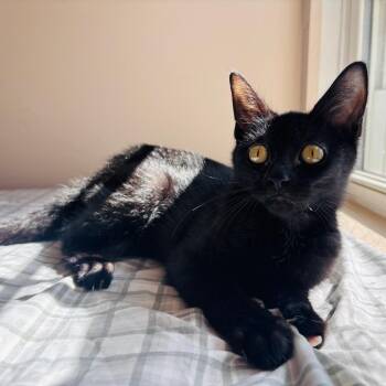 Bo Duke -  Domestic Short Hair Cat for Adoption in Woodbury, New Jersey - Bo Duke | PetCurious