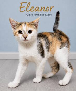 Eleanor -  Domestic Short Hair Cat for Adoption in Quincy, Ohio - Eleanor | PetCurious