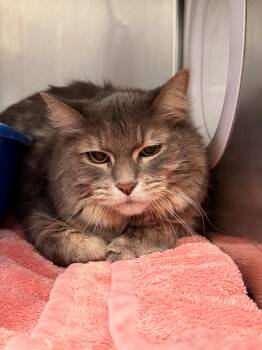 Domestic Long Hair Cats Available for Adoption - Tiger | PetCurious