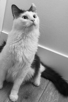 Domestic Medium Hair Cats Available for Adoption - August INDOOR ONLY  | PetCurious