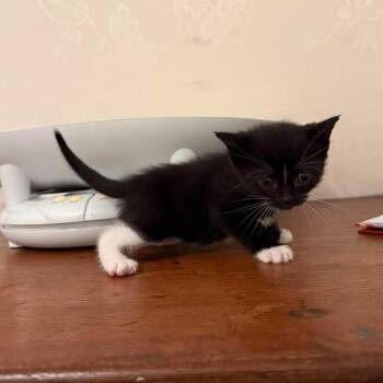 Domestic Short Hair Cats Available for Adoption in Tampa, Florida - Thing 2 | PetCurious