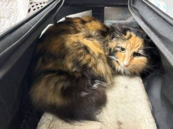 Poppy -  Domestic Long Hair Cat for Adoption in Kansas City, Missouri - Poppy | PetCurious