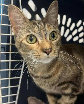 Rescue Domestic Short Hair Cats for Adoption in Johnston, Rhode Island - Velvet | PetCurious