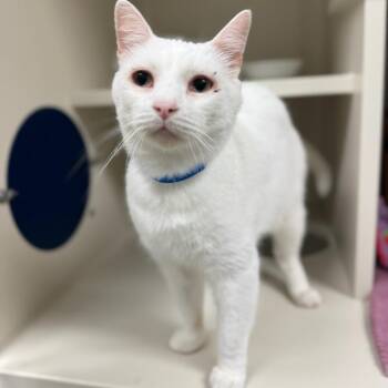 Mascarpone -  Domestic Short Hair Cat for Adoption in Fairport, New York - Mascarpone | PetCurious