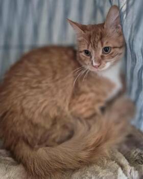 Rescue Domestic Long Hair Cats for Adoption in Ocean Springs, Mississippi - Jenny (polydactyl) | PetCurious