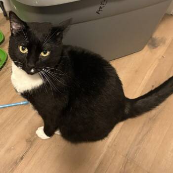 Orion -  Domestic Short Hair Cat for Adoption in Lakeland, Florida - Orion | PetCurious