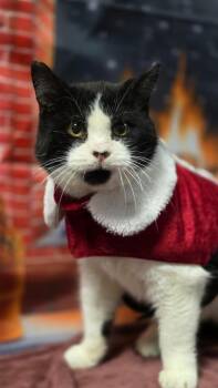 Domestic Short Hair Cats Available for Adoption in Huntington, Indiana - Tommy Boy | PetCurious