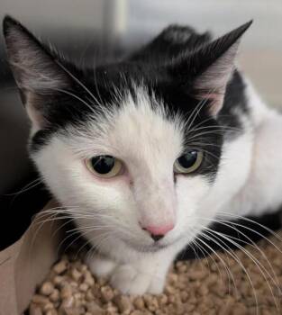 Rescue Domestic Short Hair Cats for Adoption in Pocatello, Idaho - Amor 44866 | PetCurious