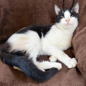 Davey -  Domestic Short Hair Cat for Adoption in Washington, Pennsylvania - Davey | PetCurious