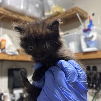 Olive (Ashley) -  Domestic Short Hair Cat for Adoption in Milton, Florida - Olive (Ashley) | PetCurious