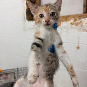 Amy -  Domestic Short Hair Cat for Adoption in Edinburg, Texas - Amy | PetCurious