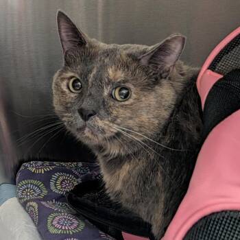 Kalie -  Domestic Short Hair Cat for Adoption in Clearwater, Florida - Kalie | PetCurious
