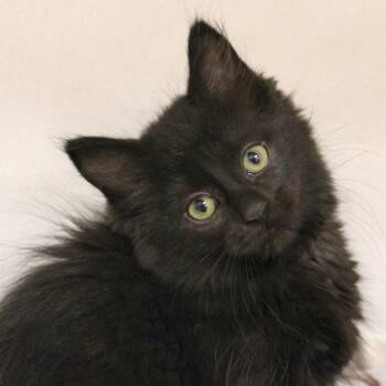 Domestic Short Hair Cats Available for Adoption in Champaign, Illinois - Eggs | PetCurious