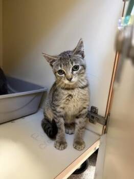 Milo -  Domestic Short Hair Cat for Adoption in Pequot Lakes, Minnesota - Milo | PetCurious