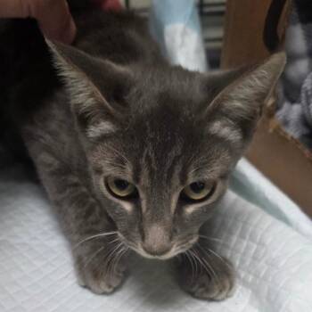 Dash -  Domestic Short Hair Cat for Adoption in Williston, Florida - Dash | PetCurious