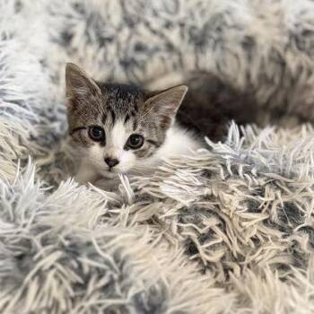 Whittaker -  Domestic Medium Hair Cat for Adoption in Wappingers Falls, New York - Whittaker | PetCurious