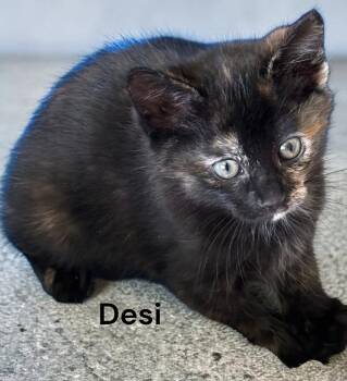 Tortoiseshell Cats Available for Adoption in Weems, Virginia - Desi | PetCurious