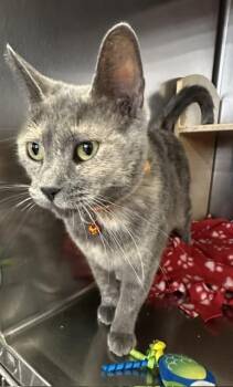 Esmerelda -  Domestic Short Hair Cat for Adoption in Cincinnati, Ohio - Esmerelda | PetCurious