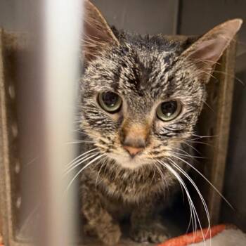 Checkers -  Domestic Short Hair Cat for Adoption in Philadelphia, Pennsylvania - Checkers | PetCurious