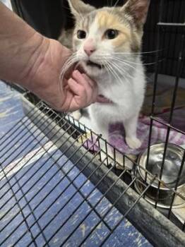Squirrel -  Domestic Short Hair Cat for Adoption in Simcoe, Ontario - Squirrel | PetCurious