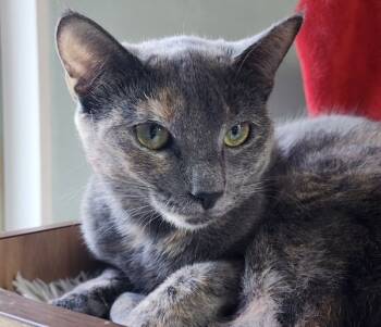Rescue Manx Cats for Adoption in Kingston, New York - Aretha | PetCurious