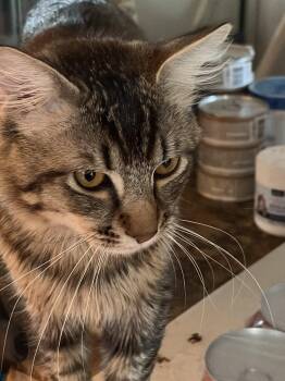 Geoffrey (& Clementine) -  Domestic Medium Hair Cat Available for Adoption in Castro Valley, California - Geoffrey (& Clementine) | PetCurious