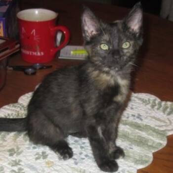 Willow -  Domestic Short Hair Cat for Adoption in Rochester, Minnesota - Willow | PetCurious