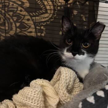 Buffy -  Domestic Short Hair Cat Available for Adoption in Johnstown, Pennsylvania - Buffy | PetCurious