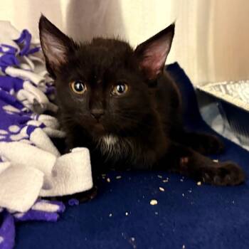 Papaya -  Domestic Short Hair Cat for Adoption in West Palm Beach, Florida - Papaya | PetCurious