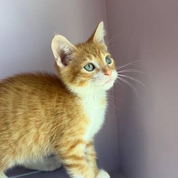 Domestic Short Hair Cats Available for Adoption in Madisonville, Tennessee - Cabernet | PetCurious