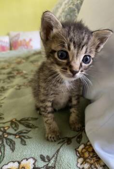 3 tiny, cute kittens, 1 boy and 2 girls -  Domestic Short Hair Cat for Adoption in Audubon Park, Kentucky - 3 Tiny, Cute Kittens, 1 Boy And 2 Girls | PetCurious