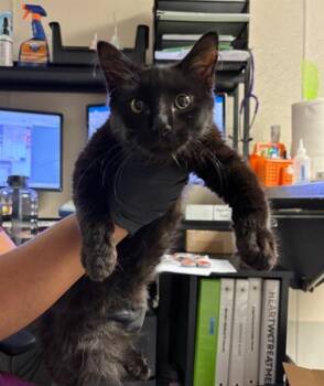 Domestic Long Hair Cats Available for Adoption in Sugar Land, Texas - CLARA | PetCurious
