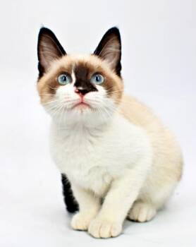Ryan -  Snowshoe and Domestic Short Hair Cat for Adoption in Morton Grove, Illinois - Ryan | PetCurious