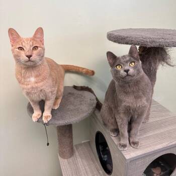Pie -  Domestic Short Hair Cat for Adoption in Greensburg, Pennsylvania - Pie | PetCurious