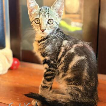 Darla -  Domestic Short Hair Cat for Adoption in Aldie, Virginia - Darla | PetCurious
