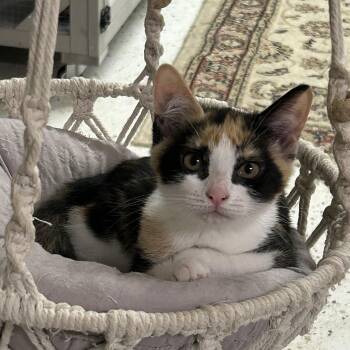 Mi -  Domestic Short Hair Cat for Adoption in Warwick, Rhode Island - Mi | PetCurious