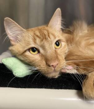 Skipper -  Domestic Medium Hair Cat for Adoption in Johnston, Rhode Island - Skipper | PetCurious