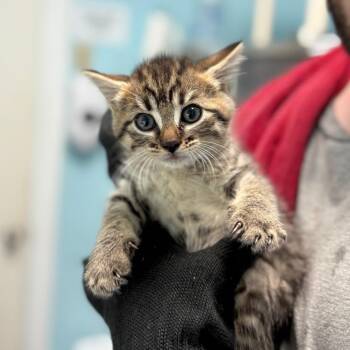 Sparrow -  Domestic Short Hair Cat for Adoption in New Fairfield, Connecticut - Sparrow | PetCurious