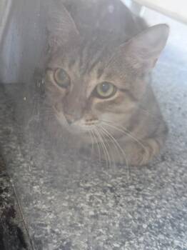 George -  Domestic Short Hair Cat for Adoption in Waverly, Tennessee - George | PetCurious